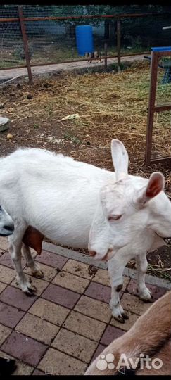 Коза дойная