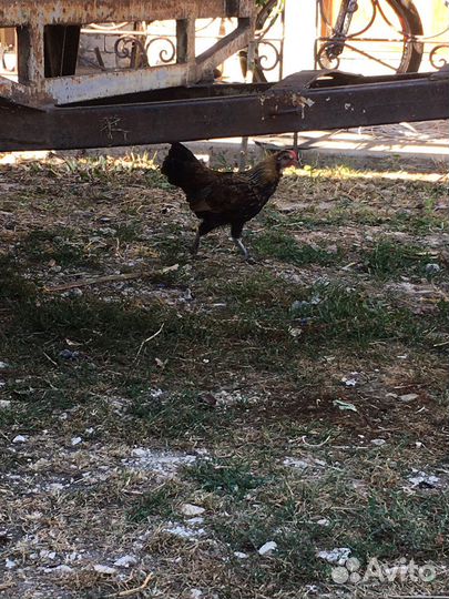 Петушки карликовые