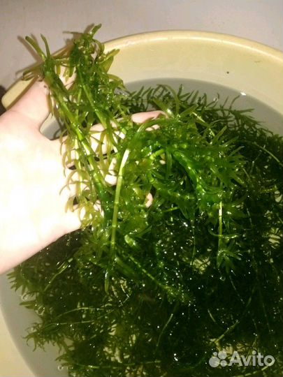 Элодея и креветки