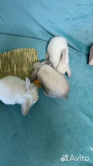 Вислоухие карликовые (мини) кролики (крольчата)