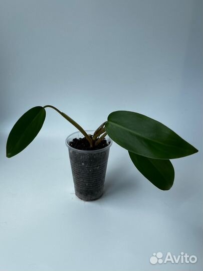 Филодендрон краснеющий (Philodendron erubescens)