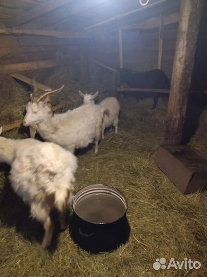 Молочные козы
