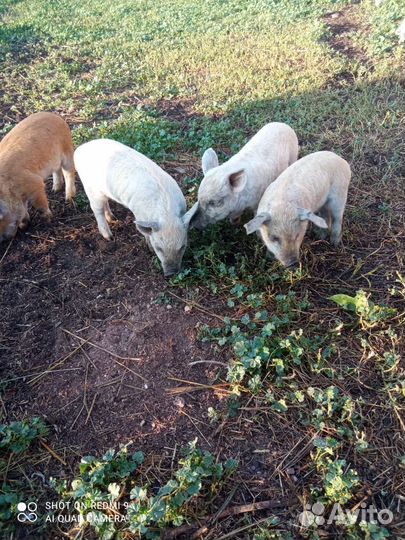 Поросенок ландрас, мангалица