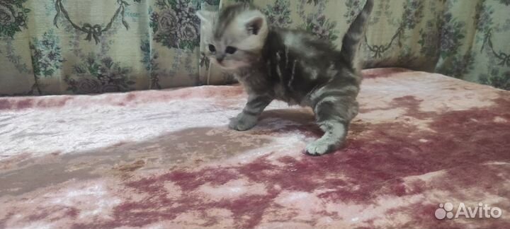 Продаются котята