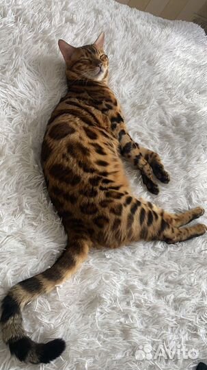 Бенгальский кот. Вязка