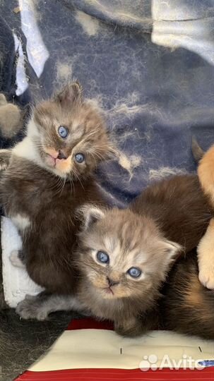 Вислоухие котята