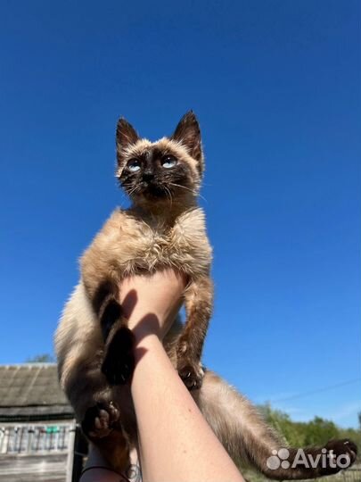 Котенок ищет дом