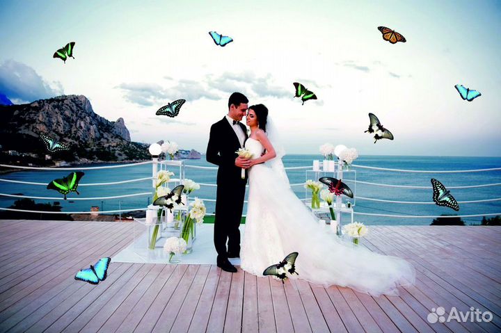 Салют из 20 Живых Тропических Бабочек с/б-332