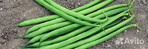 Семена Фасоли 