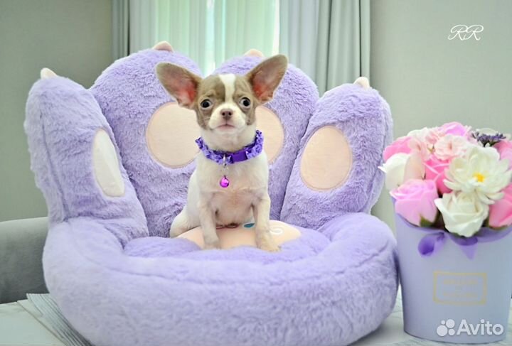 Чихуахуа Мини мальчик редкого лилового окраса