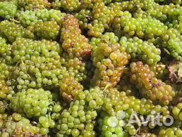 Винный виноград