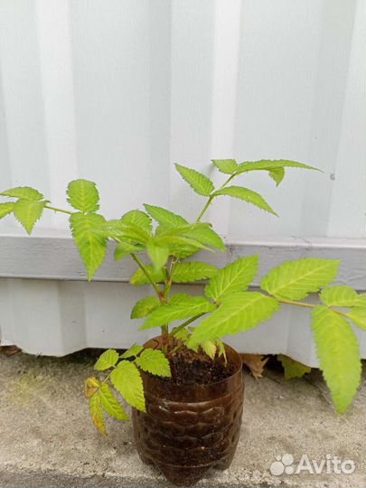 Тибетская малина