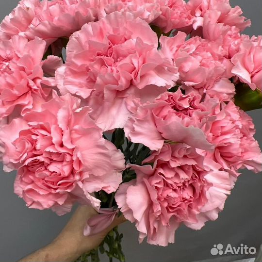 Гвоздики сортовые розовые