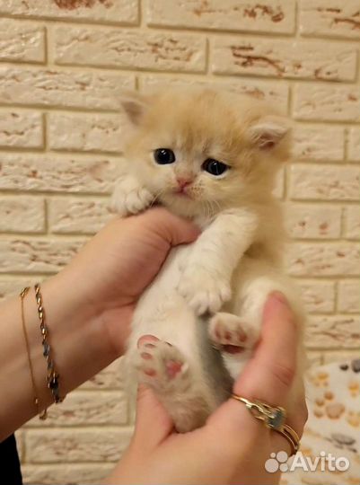 Котята британцы голубое золото