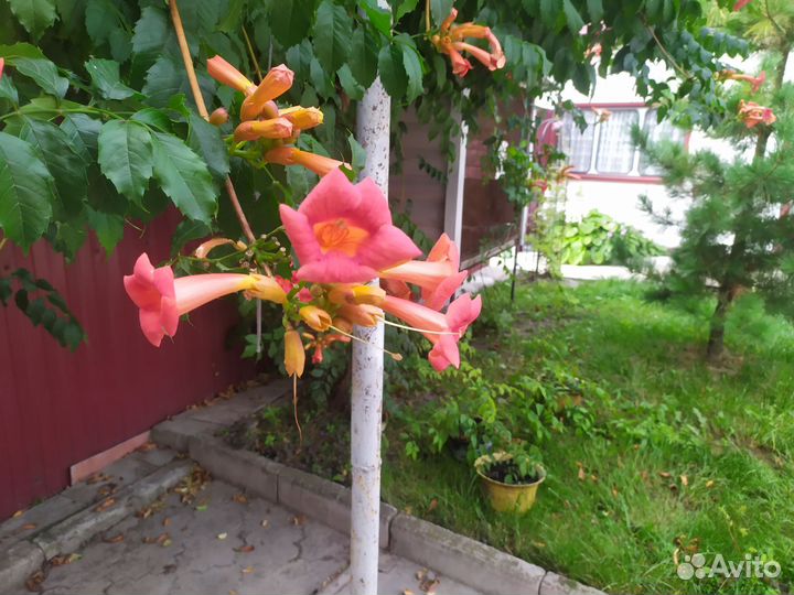 Кампсис цветущая лиана