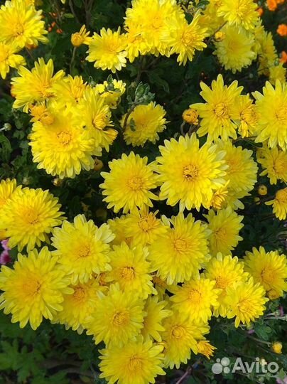 Многолетние садовые цветы