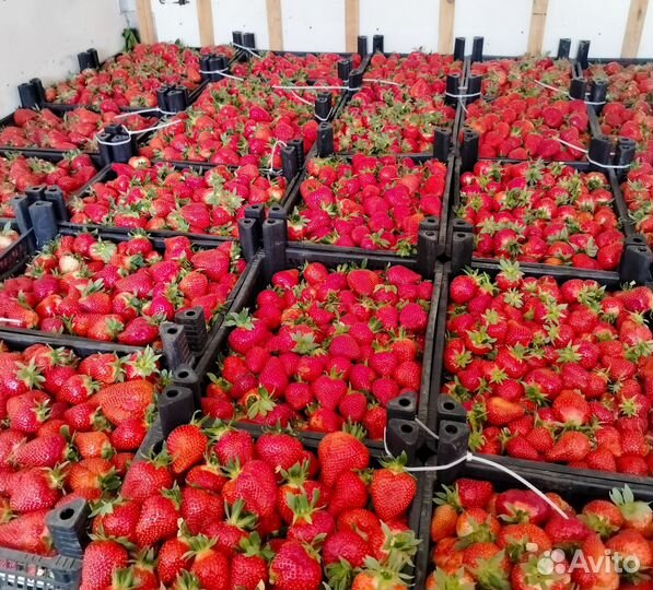 Клубника свежая