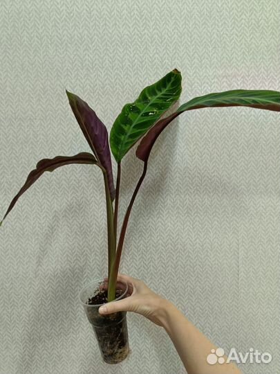 Монстеры, фикусы, филодендроны, циперус