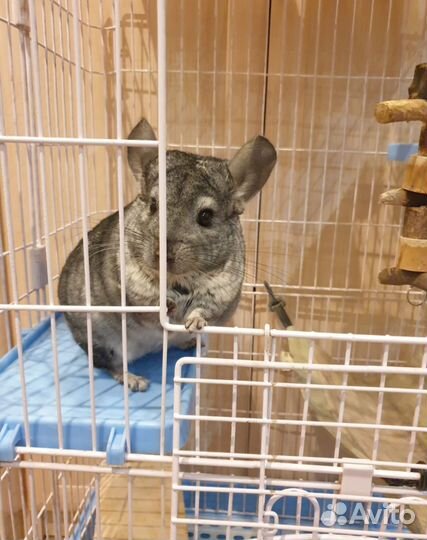 Серебристая шиншилла