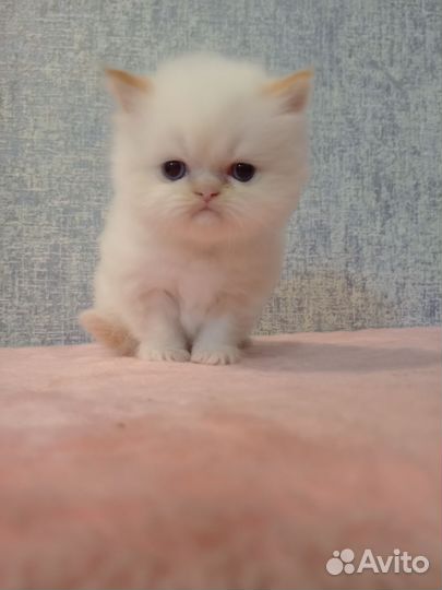 Котята персы экзоты