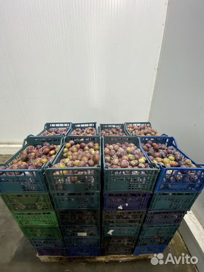 Слива Кабардинка