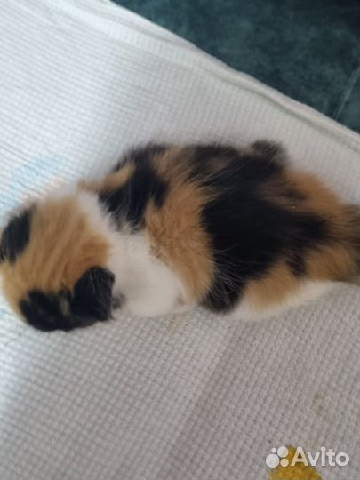 Котенок девочка в добрые руки