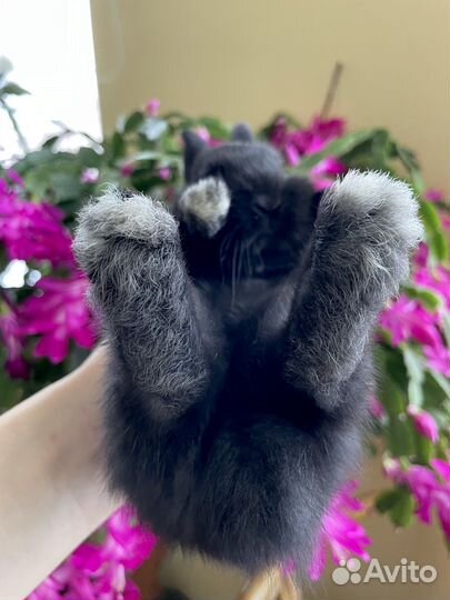 Декоративный кролик. Мини кролик. Крольчата. Питом