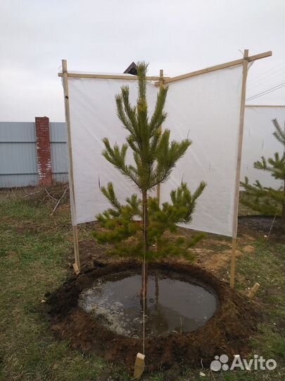 Сосна обыкновенная, Саженцы Сосны обыкновенной