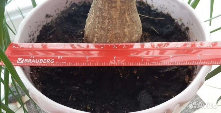 Нолина Бокарнея 1шт