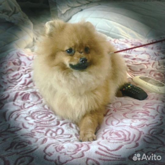 Померанский шпиц