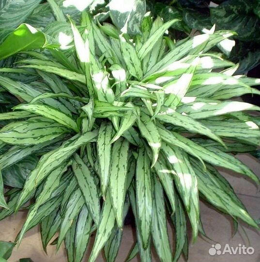 Аглаонема Cutlass