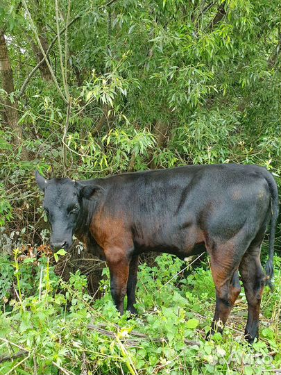 Корова дойная с телочкой