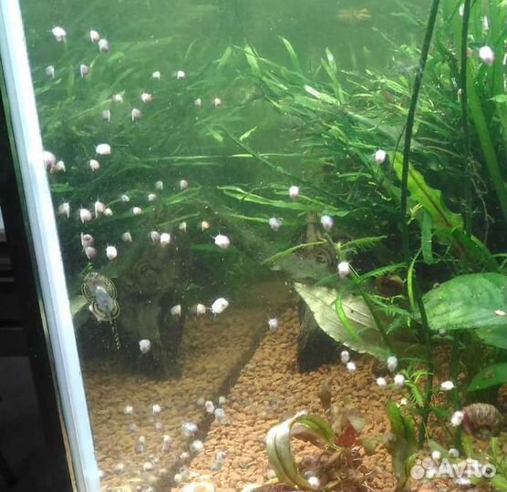 Аквариумные улитки физа