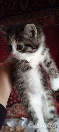 Кошка в дар бесплатно