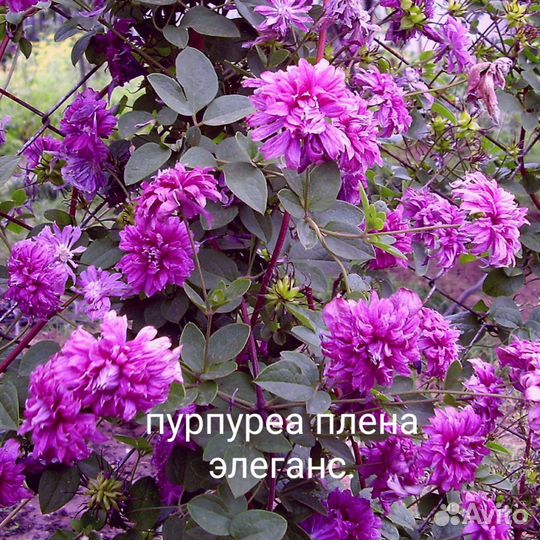 Клематисы три сорта