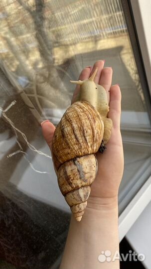 Улитки ахатины ретикулята белые
