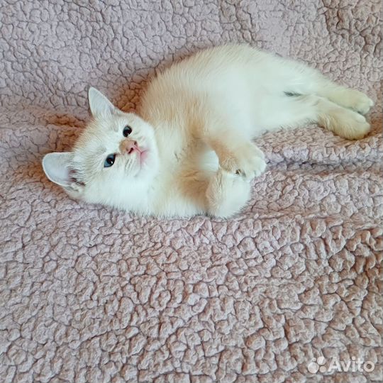 Шотландские котята
