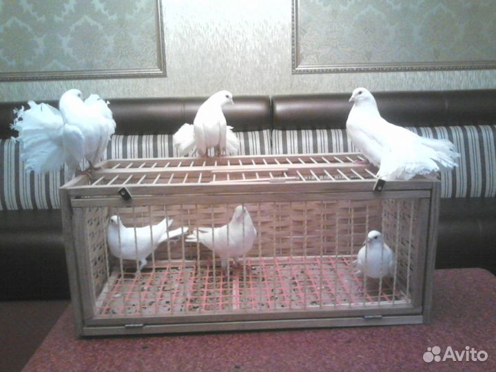 Аренда/ Продажа голубей