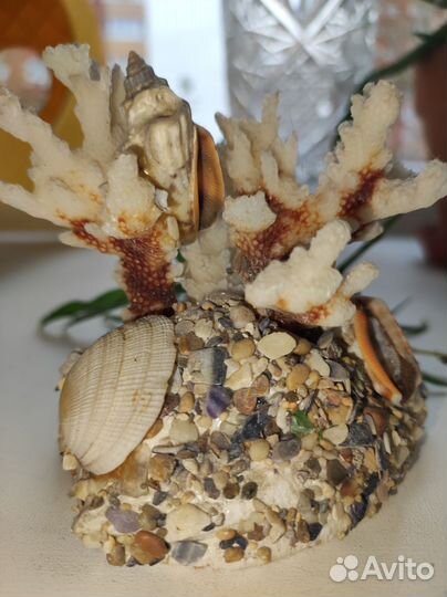 Морской коралл с ракушками