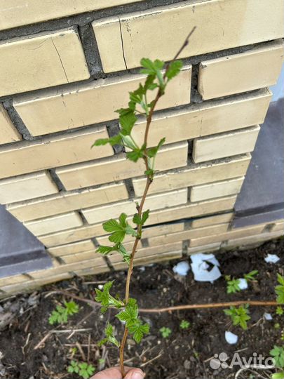 Малина саженцы