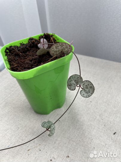 Алаказия Полли, Монстера Манки, Вуда