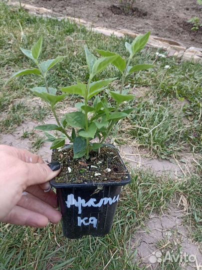 Чубушник сорт Арктика