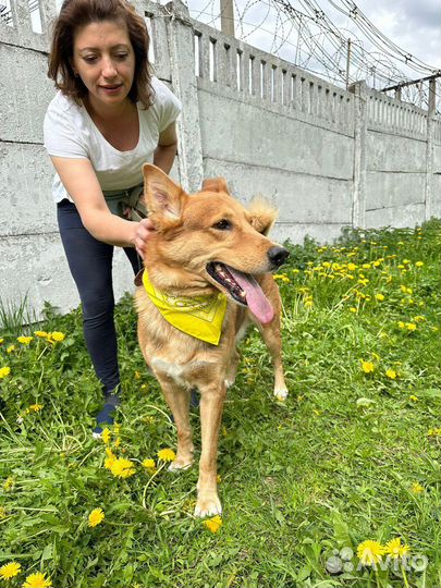 Милый и добрый пес Модус в добрые руки