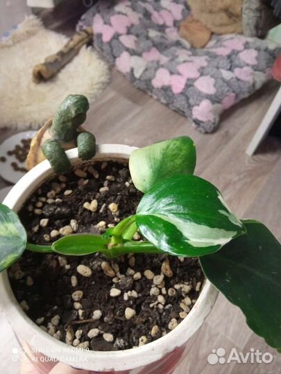 Филодендрон