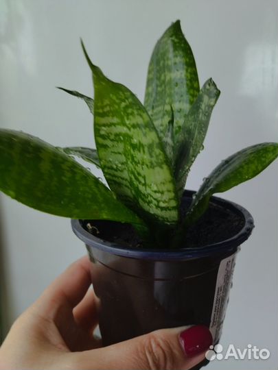 Сансевиерия ханни