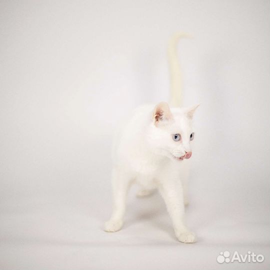 Кошка Зефирка