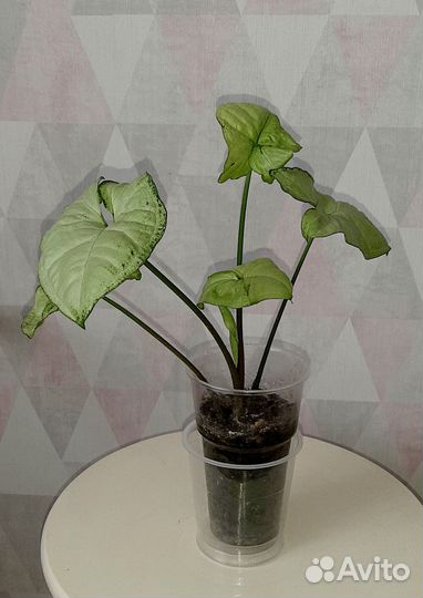 Комнатные растения