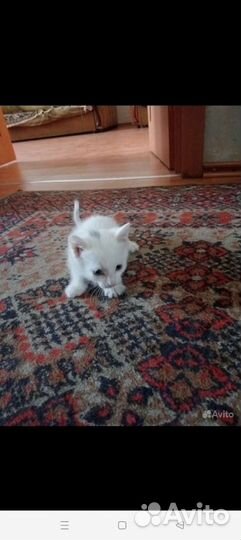 Котята в дар