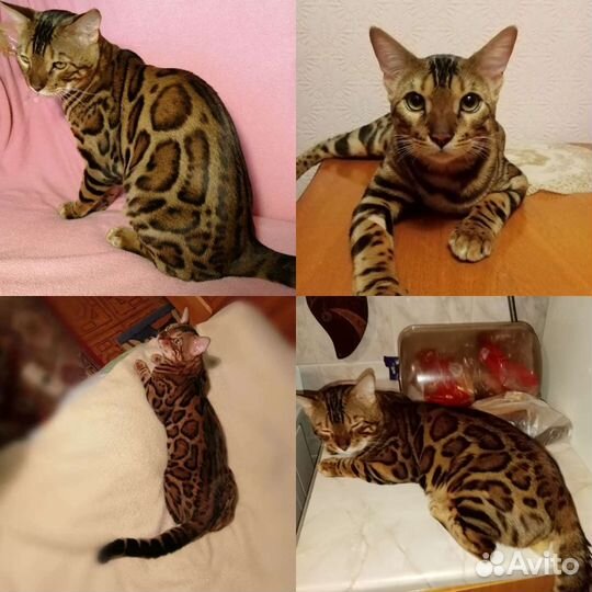 Бенгальская