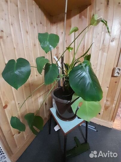 Комнатные растения